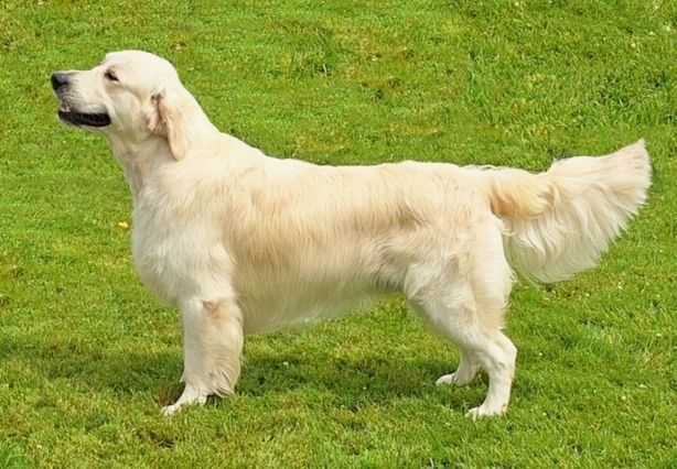 CH Perfect Passion Sweet Potato Pie